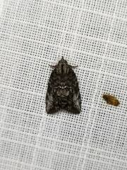 Etanna clopaea