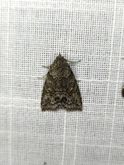 Calathusa basicunea
