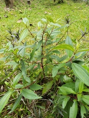 Melastoma malabathricum