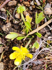 Ranunculus nanus