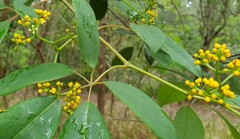 Cissus hypoglauca