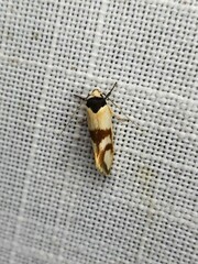 Antipterna trilicella