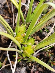 Carex flaviformis
