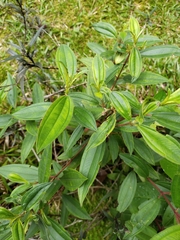 Melastoma malabathricum