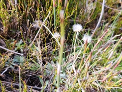 Argyrotegium poliochlorum