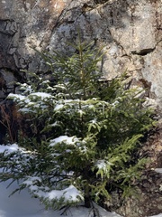 Picea glauca glauca