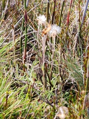 Argyrotegium poliochlorum