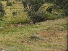 Gallinago hardwickii