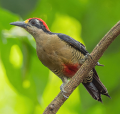 Melanerpes pucherani