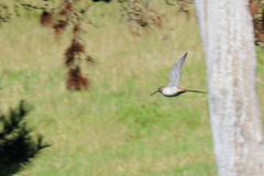 Gallinago hardwickii