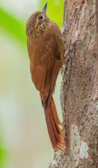 Glyphorynchus spirurus