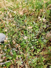 Argyrotegium poliochlorum