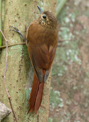 Glyphorynchus spirurus