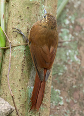 Glyphorynchus spirurus