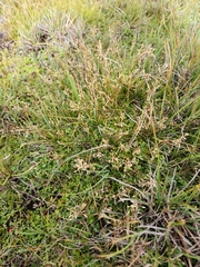 Rytidosperma australe