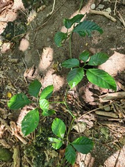 Tetrastigma lanyuense