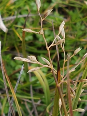 Rytidosperma australe