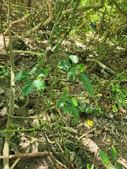 Tetrastigma lanyuense