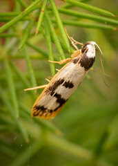 Eulechria sigmophora