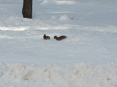 Passer montanus saturatus