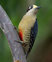 Melanerpes pucherani image