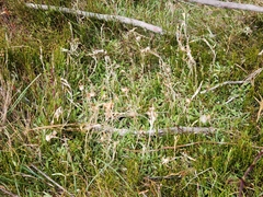 Argyrotegium poliochlorum