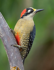 Melanerpes pucherani