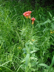 Lilium parvum