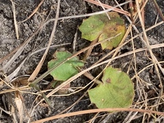 Centella cordifolia