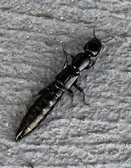 Thyreocephalus