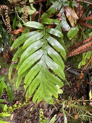 Blechnum colensoi