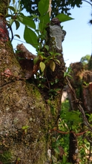 Peperomia tetraphylla