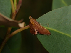 Endotricha pyrosalis