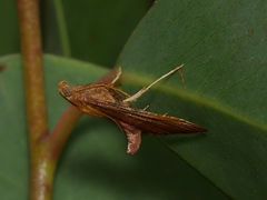 Endotricha pyrosalis