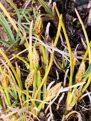 Isolepis crassiuscula