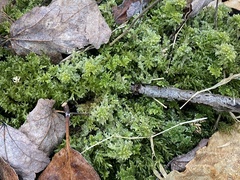 Trichocolea tomentella