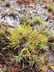 Juncus falcatus