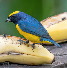 Euphonia luteicapilla