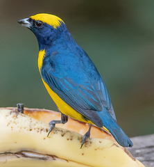 Euphonia luteicapilla