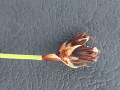 Juncus falcatus