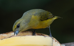 Euphonia luteicapilla