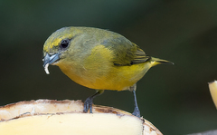 Euphonia luteicapilla