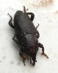 Sphenophorus rusticus