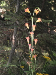 Lilium parvum
