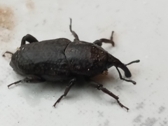 Sphenophorus rusticus