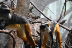 Cercopithecus wolfi