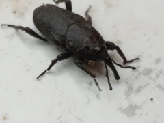 Sphenophorus rusticus