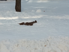 Passer montanus saturatus