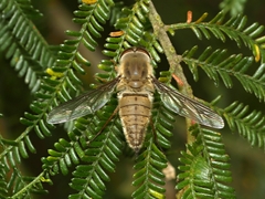 Nemestrinidae