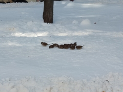 Passer montanus saturatus